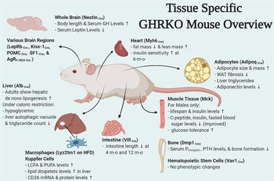 Tissue-Specific GHR Knockout Mice: An Updated Review